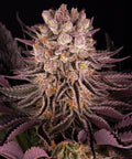 Mimosa x Orange Punch - Seasonal Seeds