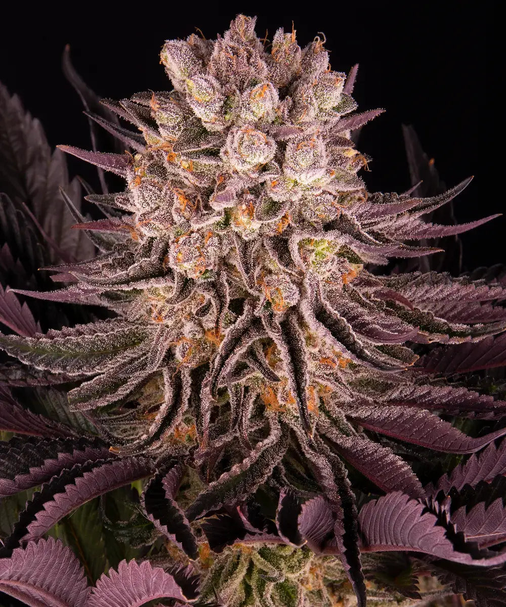 Mimosa x Orange Punch - Seasonal Seeds