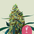 Mimosa - Seasonal Seeds