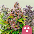 Feminized Mix - Seasonal Seeds