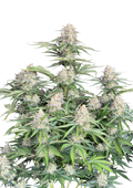Moby Dick Auto - Autoflowering Seeds