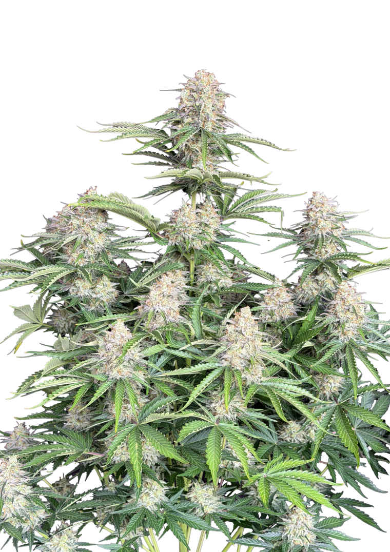 Moby Dick Auto - Autoflowering Seeds