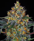 Moby Dick Auto - Autoflowering Seeds