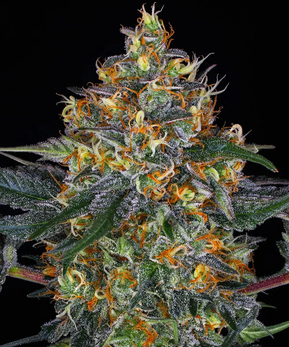 Moby Dick Auto - Autoflowering Seeds