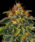 Moby Dick - Seasonal Seeds