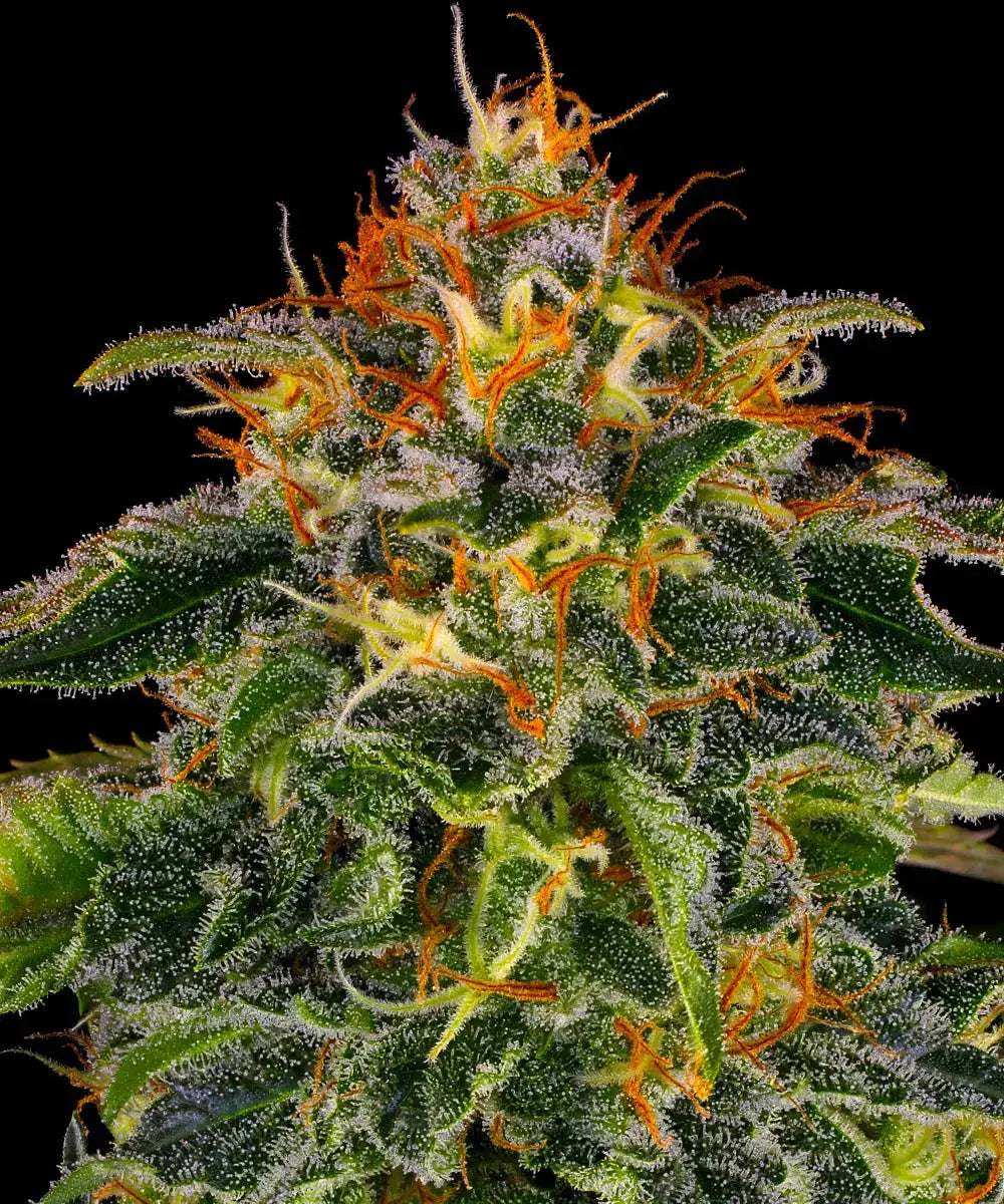 Moby Dick - Seasonal Seeds