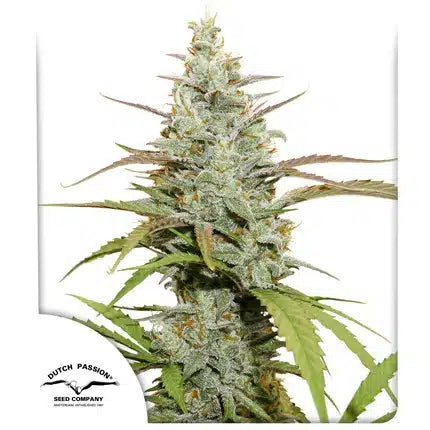 Mokum's Tulip - Semi-Seasonal