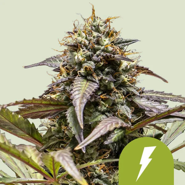North Thunderfuck Automatic - Semi-Autoflowering Seeds