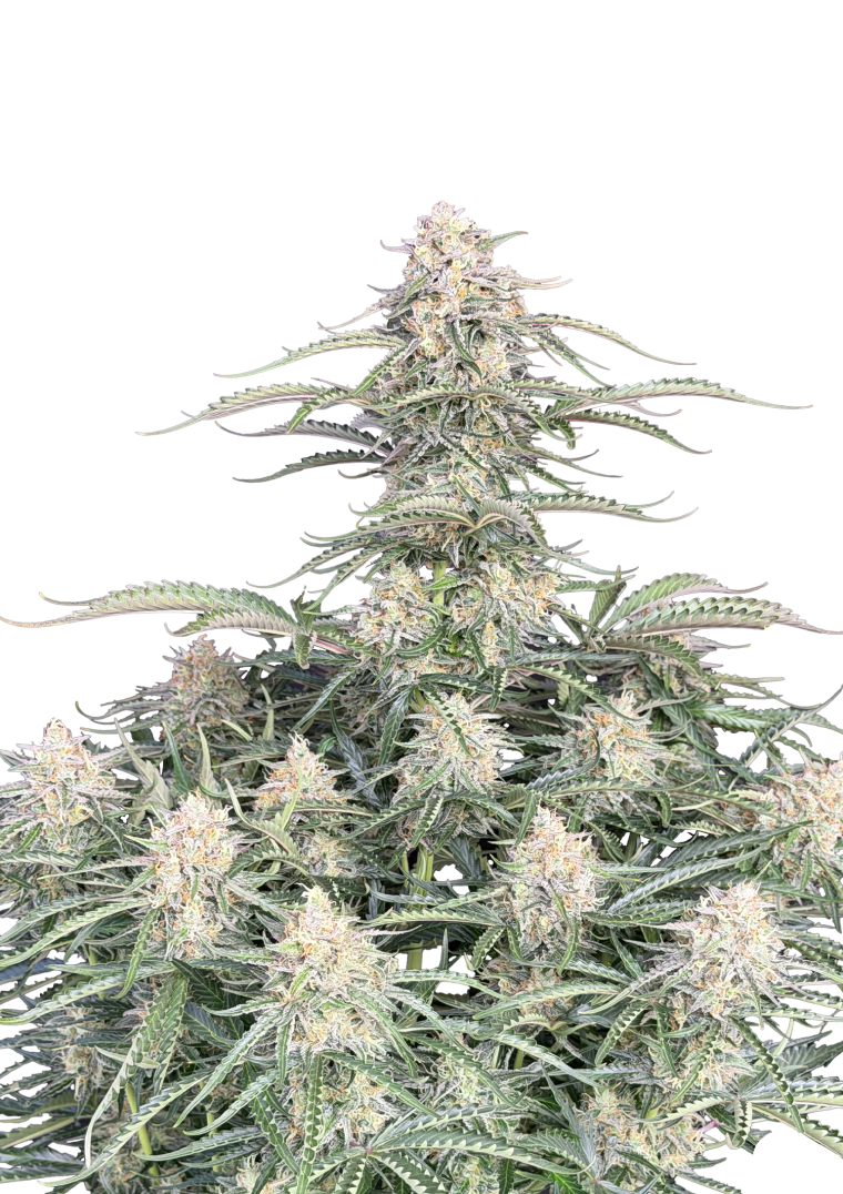 Northern Lights Auto Original - Semi Autofiorenti