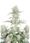 OG Kush Auto Original - Semi Autofiorenti