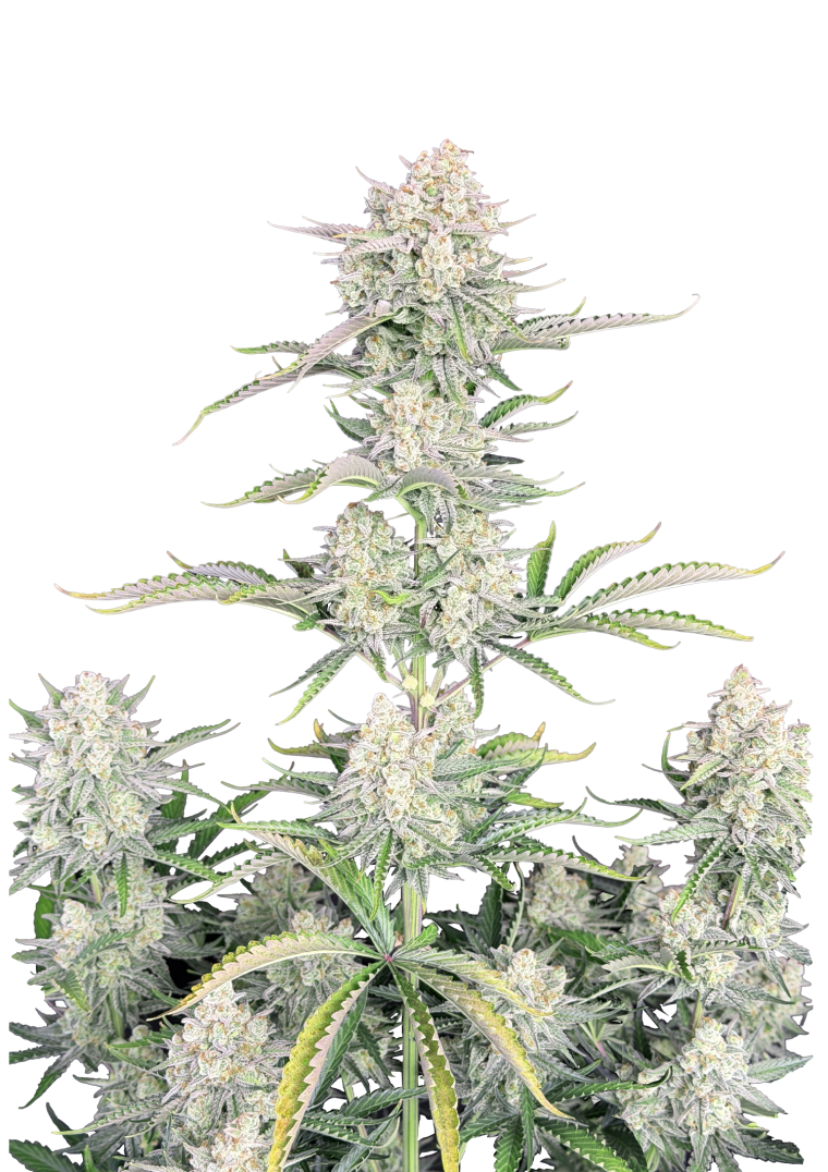 OG Kush Auto Original - Semi Autofiorenti