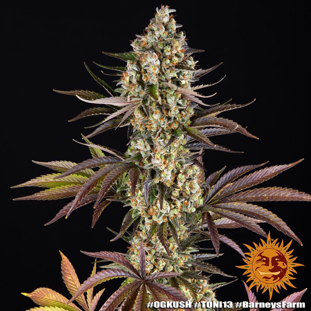 OG KUSH