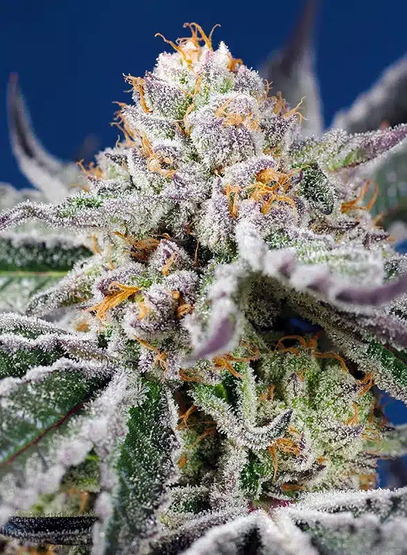 Orange Apricot Glue XL Auto - Semi Autofiorenti