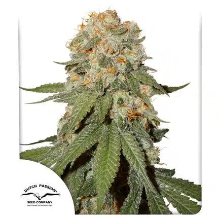 Orange Bud - Seasonal Seeds