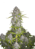 Orange Sherbet Auto - Semi Autofiorenti