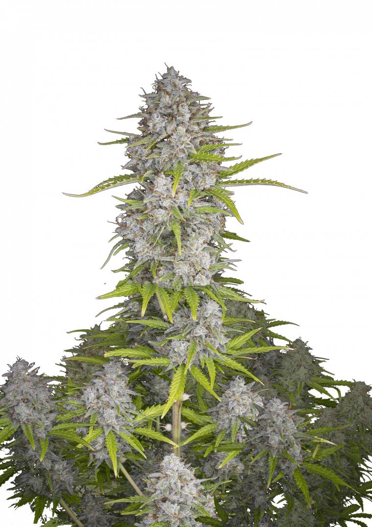 Orange Sherbet Auto - Semi Autofiorenti