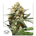 Orange Hill Special - Semi-Seasonal Seeds