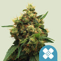 Painkiller XL CBD - Semi Stagionali