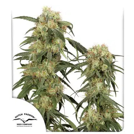 Pamir Gold - Seasonal Seeds