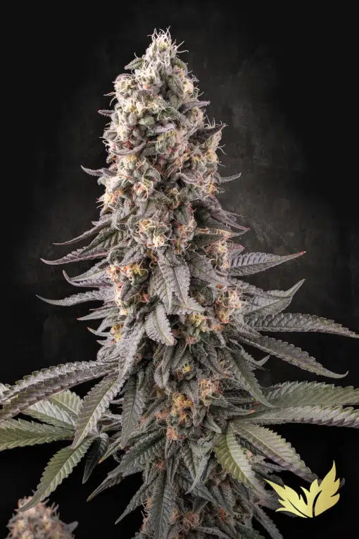 El Dorado OG - Seasonal Seeds