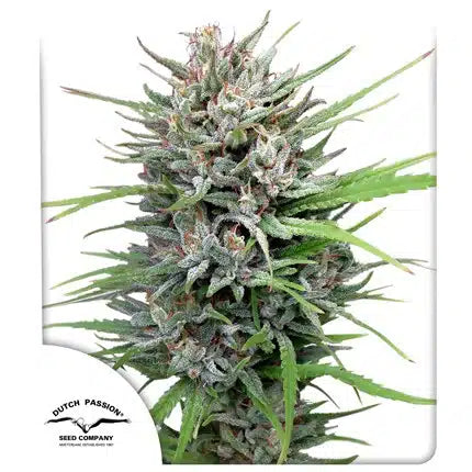 Passion #1 - Semi-Seasonal Seeds