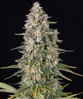 Pineapple Chunk - Semi Stagionali
