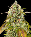 Pineapple Express Auto - Semi Autofiorenti