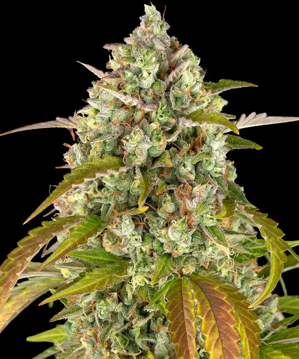 Pineapple Express Auto - Semi Autofiorenti