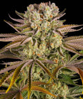 Pineapple Express - Seasonal Strains