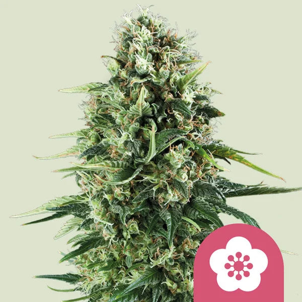 Power Flower - Semi Stagionali