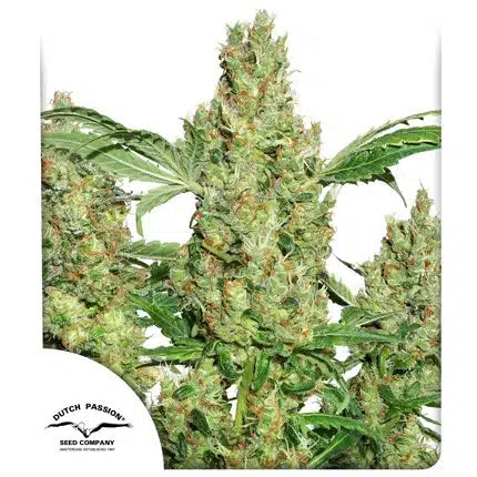 Power Plant - Semi-Seasonal
