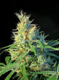Psicodelicia - Seasonal Seeds