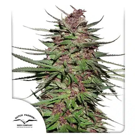 Purple #1 - Semi-Seasonal Seeds