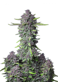 Purple Punch Auto - Autoflowering Seeds