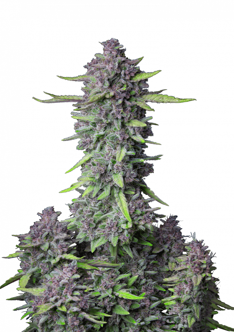 Purple Punch Auto - Autoflowering Seeds