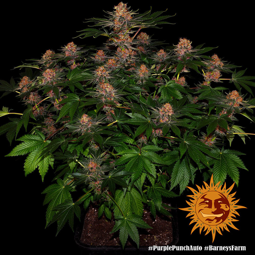 Purple Punch Auto - Semi Autofiorenti