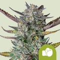 Purple Punch Automatic - Semi-Autoflowering