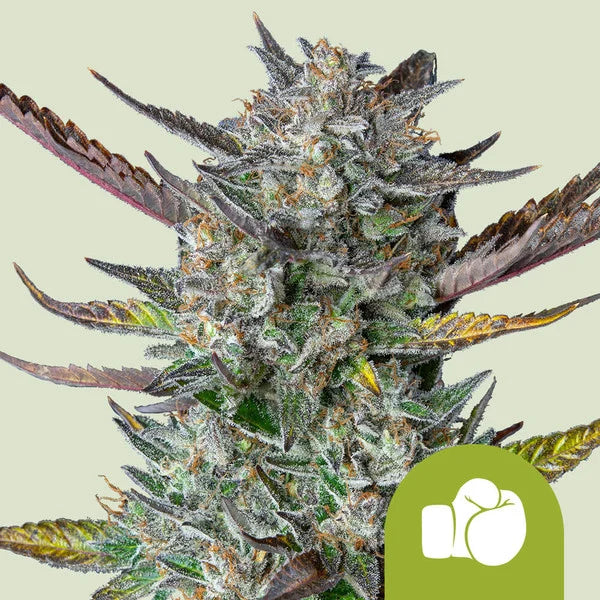 Purple Punch Automatic - Semi-Autoflowering