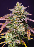 Purple Punch OG XL Auto - Autoflowering Seeds