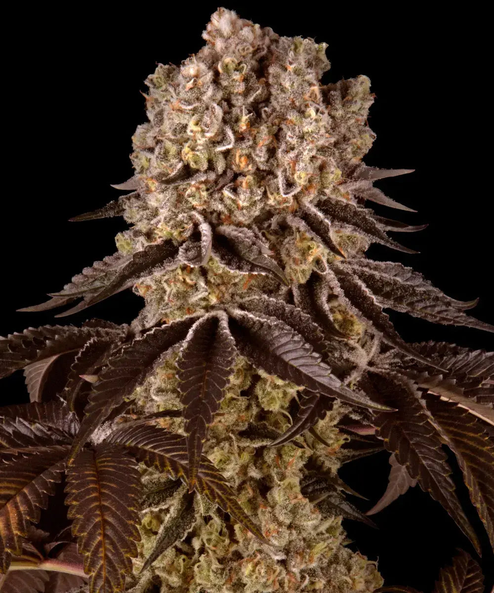 Purple Punch - Semi Stagionali