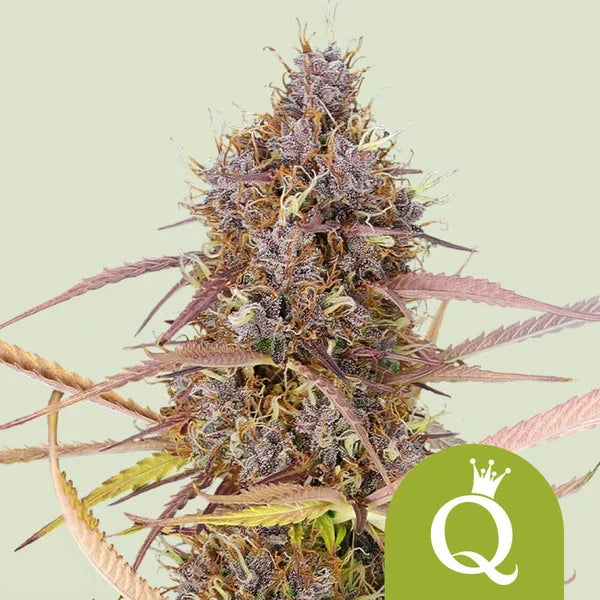 Purple Queen Automatic - Semi Autofiorenti