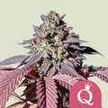Purple Queen - Semi Stagionali