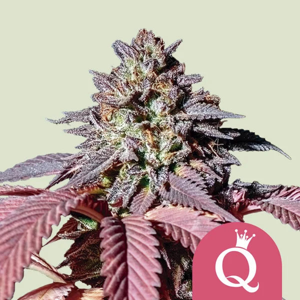 Purple Queen - Semi Stagionali