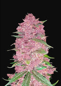 Purple Lemonade Auto - Semi Autofiorenti