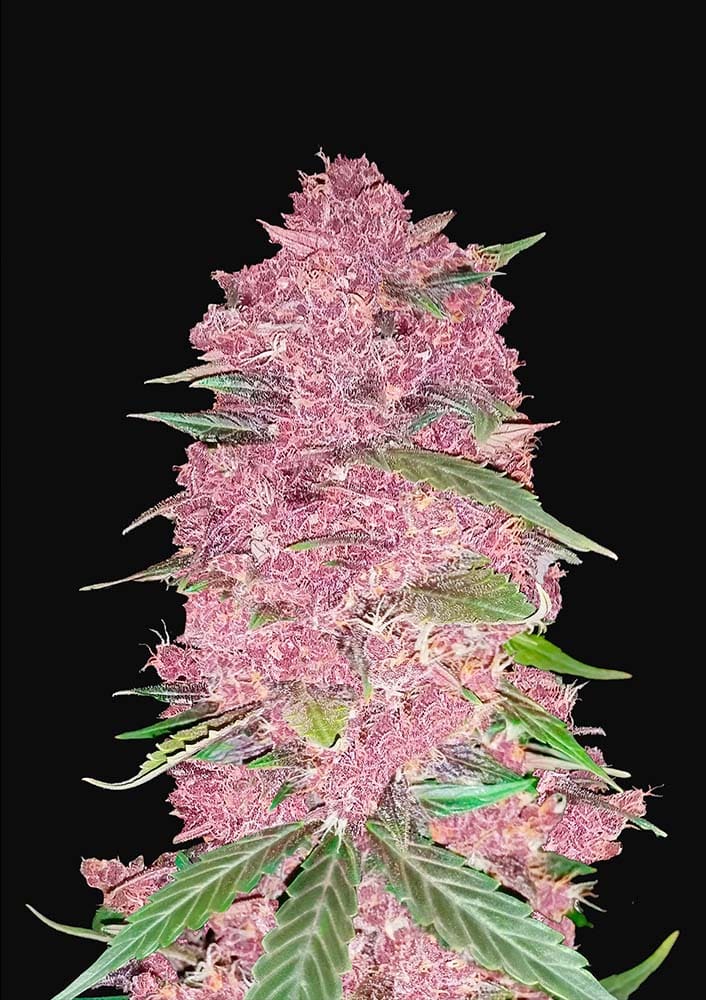 Purple Lemonade Auto - Semi Autofiorenti