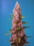 Red Hot Cookies - Seasonal Seeds