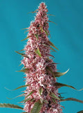 Red Pure Auto CBD - Semi Autofiorenti