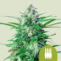 Royal AK Automatic - Semi-Autoflowering Seeds