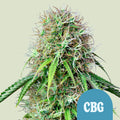 Royal CBG Automatic - Autoflowering Seeds
