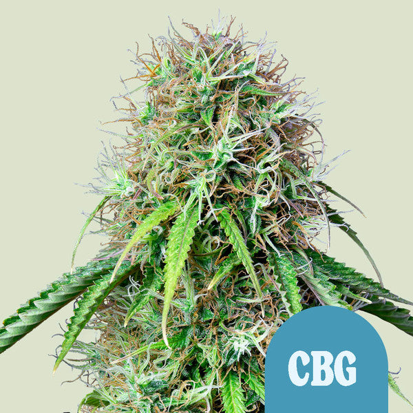 Royal CBG Automatic - Autoflowering Seeds